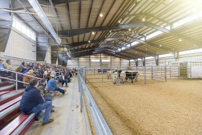 Large arena with cows and stands with people sitting in them.
